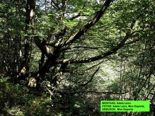 MONTAXE: Adela Leiro FOTOS: Adela Leiro, Mon Daporta, DEBUXOS:  Mon Daporta 