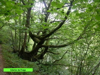 Interior da Fraga
 
