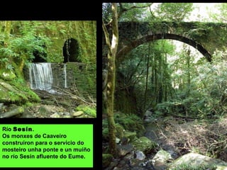 Río Sesín.
Os monxes de Caaveiro
construíron para o servicio do
mosteiro unha ponte e un muíño
no río Sesín afluente do Eume.
 