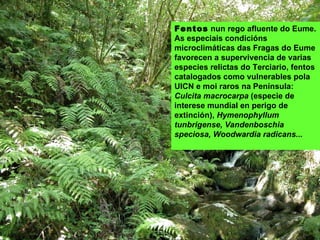 Fentos nun rego afluente do Eume.
As especiais condicións
microclimáticas das Fragas do Eume
favorecen a supervivencia de varias
especies relictas do Terciario, fentos
catalogados como vulnerables pola
UICN e moi raros na Península:
Culcita macrocarpa (especie de
interese mundial en perigo de
extinción), Hymenophyllum
tunbrigense, Vandenboschia
speciosa, Woodwardia radicans...
 