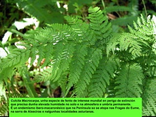 Culcita Macrocarpa, unha especie de fento de interese mundial en perigo de extinción
que precisa dunha elevada humidade no solo e na atmosfera e umbría permanente.
É un endemismo íbero-macaronésico que na Península so se atopa nas Fragas do Eume,
na serra de Alxeciras e nalgunhas localidades asturianas.
 