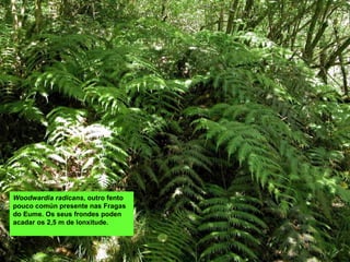 Woodwardia radicans, outro fento
pouco común presente nas Fragas
do Eume. Os seus frondes poden
acadar os 2,5 m de lonxitude.
 