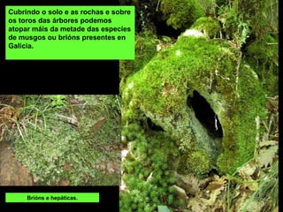 Cubrindo o solo e as rochas e sobre
os toros das árbores podemos
atopar máis da metade das especies
de musgos ou brións presentes en
Galicia.




     Brións e hepáticas.
 