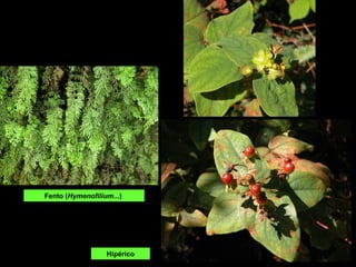 Fento (Hymenofilium...)




                  Hipérico
 