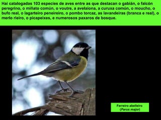 Hai catalogadas 103 especies de aves entre as que destacan o gabián, o falcón
peregrino, o miñato común, o voutre, a avelaiona, a curuxa común, o moucho, o
bufo real, o lagarteiro peneireiro, o pombo torcaz, as lavandeiras (branca e real), o
merlo rieiro, o picapeixes, e numerosos paxaros de bosque.




                                                              Ferreiro abelleiro
                                                                (Parus major)
 