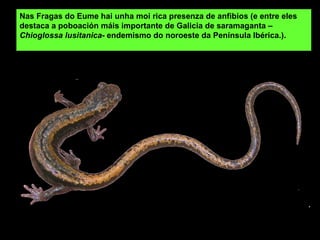 Nas Fragas do Eume hai unha moi rica presenza de anfibios (e entre eles
destaca a poboación máis importante de Galicia de saramaganta –
Chioglossa lusitanica- endemismo do noroeste da Península Ibérica.).
 