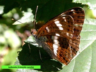 bolboreta (Limenitis camilla)
 