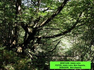 MONTAXE: Adela Leiro
FOTOS: Adela Leiro, Mon Daporta,
   DEBUXOS: Mon Daporta
 