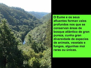O Eume e os seus
afluentes forman vales
profundos nos que se
conservan áreas de
bosque atlántico de gran
pureza, cunha gran
diversidade de especies
de animais, vexetais e
fungos, algunhas moi
raras ou únicas.
 