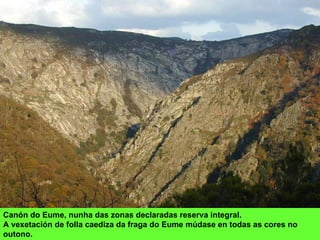 Canón do Eume, nunha das zonas declaradas reserva integral.
A vexetación de folla caediza da fraga do Eume múdase en todas as cores no
outono.
 
