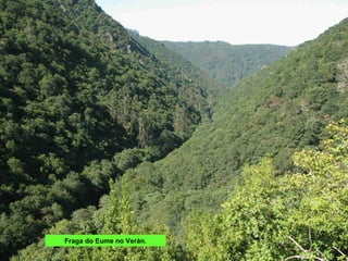 Fraga do Eume no Verán.
 