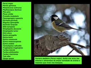 Parus major
Pernis apivorus
Phoenicurus ochruros
Phylloscopus ibericus
Pica pica
Picus viridis
Prunella modularis
Ptyonoprogne rupestris
Pyrrhula pyrrhula
Regulus ignicapilla
Saxicola torquata
Sitta europaea
Streptopelia decaocto
Streptopelia turtur
Strix aluco
Sylvia atricapilla
Sylvia borin
Sylvia communis
Sylvia melanocephala
Sylvia undata
Tachybaptus ruficollis
Troglodytes troglodytes
Turdus merula
Turdus philomelos
Turdus viscivorus
Tyto alba
Upupa epops Ferreiro abelleiro (Parus major). Aniña nos ocos das
árbores e aliméntase da ampla variedade de arañas e
insectos que viven nos bosques.
 