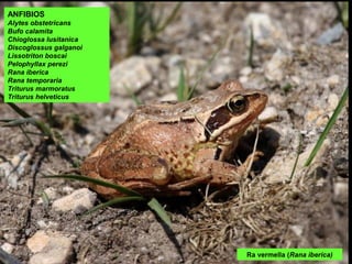 ANFIBIOS
Alytes obstetricans
Bufo calamita
Chioglossa lusitanica
Discoglossus galganoi
Lissotriton boscai
Pelophyllax perezi
Rana iberica
Rana temporaria
Triturus marmoratus
Triturus helveticus
Ra vermella (Rana iberica)
 