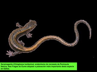 Saramaganta (Chioglossa lusitanica), endemismo do noroeste da Península
Ibérica. Nas Fragas do Eume atópase a poboación máis importante desta especie
en Galiza.
 