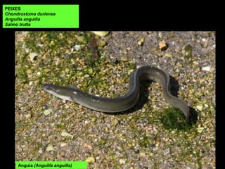 PEIXES
Chondrostoma duriense
Anguilla anguilla
Salmo trutta
Anguía (Anguilla anguilla)
 