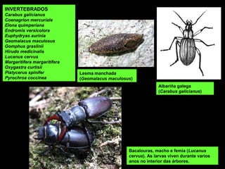 INVERTEBRADOS
Carabus galicianus
Coenagrion mercuriale
Elona quimperiana
Endromis versicolora
Euphydryas aurinia
Geomalacus maculosus
Gomphus graslinii
Hirudo medicinalis
Lucanus cervus
Margaritifera margaritifera
Oxygastra curtisii
Platycerus spinifer
Pyrochroa coccinea
Albariña galega
(Carabus galicianus)
Lesma manchada
(Geomalacus maculosus)
Bacalouras, macho e femia (Lucanus
cervus). As larvas viven durante varios
anos no interior das árbores.
 