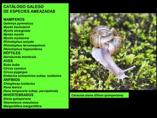 CATÁLOGO GALEGO
DE ESPECIES AMEAZADAS
MAMÍFEROS
Galemys pyrenaicus
Myotis bechsteinii
Myotis emarginata
Myotis myotis
Myotis mystacina
Rhinolophus euryale
Rhinolophus ferrumequinum
Rhinolophus hipposideros
RÉPTILES
Iberolacerta monticola
AVES
Bubo bubo
Circus cyaneus
Circus pygargus
Emberiza schoeniclus subsp. lusitanica
ANFIBIOS
Chioglossa lusitanica
Rana iberica
Rana temporaria subsp. parvipalmata
INVERTEBRADOS
Elona quimperiana
Geomalacus maculosus
Margaritifera margaritifera
Caracola plana (Elona quimperiana)
 