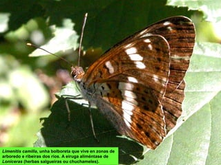 Limenitis camilla, unha bolboreta que vive en zonas de
arboredo e ribeiras dos ríos. A eiruga aliméntase de
Loniceras (herbas salgueiras ou chuchameles).
 