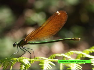 Libeliña (Calopterix splendens)
 
