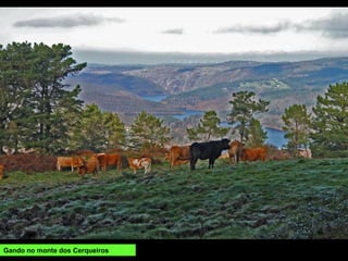 Gando no monte dos Cerqueiros
 