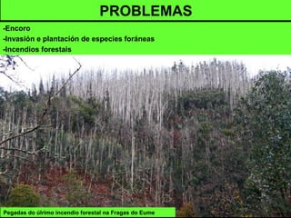 Pegadas do úlrimo incendio forestal na Fragas do Eume
PROBLEMAS
-Encoro
-Invasión e plantación de especies foráneas
-Incendios forestais
 