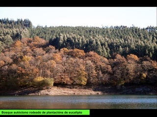 Bosque autóctono rodeado de plantacións de eucalipto
 