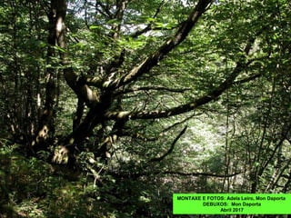 MONTAXE E FOTOS: Adela Leiro, Mon Daporta
DEBUXOS: Mon Daporta
Abril 2017
 