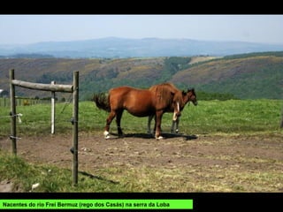 Nacentes do río Frei Bermuz (rego dos Casás) na serra da Loba
 