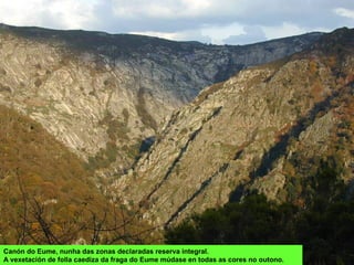 Canón do Eume, nunha das zonas declaradas reserva integral.
A vexetación de folla caediza da fraga do Eume múdase en todas as cores no outono.
 