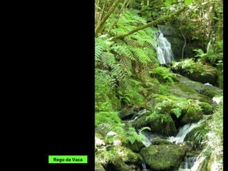 Rego da Vaca
 