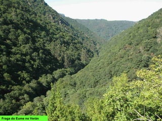 Fraga do Eume no Verán
 