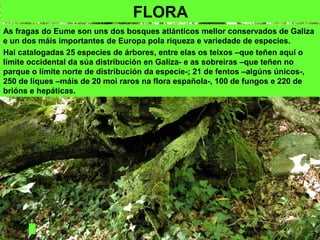 FLORA
As fragas do Eume son uns dos bosques atlánticos mellor conservados de Galiza
e un dos máis importantes de Europa pola riqueza e variedade de especies.
Hai catalogadas 25 especies de árbores, entre elas os teixos –que teñen aquí o
límite occidental da súa distribución en Galiza- e as sobreiras –que teñen no
parque o límite norte de distribución da especie-; 21 de fentos –algúns únicos-,
250 de liques –máis de 20 moi raros na flora española-, 100 de fungos e 220 de
brións e hepáticas.
 