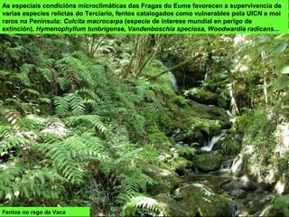 As especiais condicións microclimáticas das Fragas do Eume favorecen a supervivencia de
varias especies relictas do Terciario, fentos catalogados como vulnerables pola UICN e moi
raros na Península: Culcita macrocarpa (especie de interese mundial en perigo de
extinción), Hymenophyllum tunbrigense, Vandenboschia speciosa, Woodwardia radicans...
Fentos no rego da Vaca
 