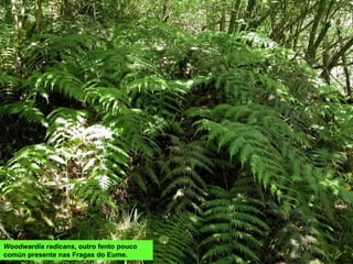 Woodwardia radicans, outro fento pouco
común presente nas Fragas do Eume.
 