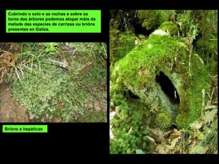 Cubrindo o solo e as rochas e sobre os
toros das árbores podemos atopar máis da
metade das especies de carrizas ou brións
presentes en Galiza.
Brións e hepáticas
 