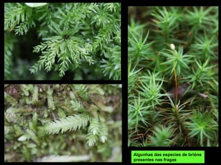 Algunhas das especies de brións
presentes nas fragas
 