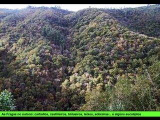 As Fragas no outono: carballos, castiñeiros, bidueiros, teixos, sobreiras... e algúns eucaliptos
 
