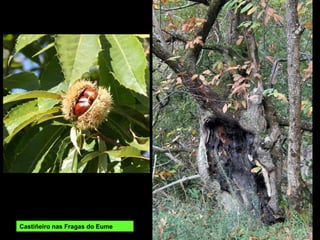 Castiñeiro nas Fragas do Eume
 