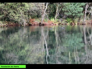 Vexetación de ribeira
 