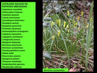 CATÁLOGO GALEGO DE
ESPECIES AMEAZADAS
Cephalozia crassifolia
Chiloscyphus fragrans
Cryphaea lamyana
Culcita macrocarpa
Cyclodictyon laetevirens
Dryopteris aemula
Dryopteris guanchica
Fontinalis squamosa
Hymenophyllum tunbrigense
Lepidozia cupressina
Leptogium cochleatum
Linkagrostis juressi
Metzgeria temperata
Narcissus asturiensis
Narcissus cyclamineus
Pseudocyphellaria aurata
Radula holtii
Ranunculus serpens
Sphagnum pylaesii
Telaranea nematodes
Vandenboschia speciosa
Woodwardia radicans
Narcissus cyclamineus
 