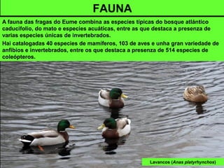 Lavancos (Anas platyrhynchos)
FAUNA
A fauna das fragas do Eume combina as especies típicas do bosque atlántico
caducifolio, do mato e especies acuáticas, entre as que destaca a presenza de
varias especies únicas de invertebrados.
Hai catalogadas 40 especies de mamíferos, 103 de aves e unha gran variedade de
anfibios e invertebrados, entre os que destaca a presenza de 514 especies de
coleópteros.
 