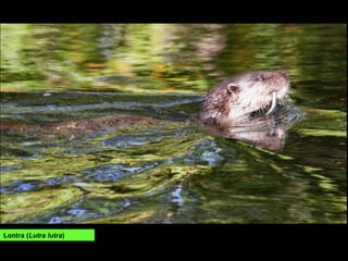 Lontra (Lutra lutra)
 