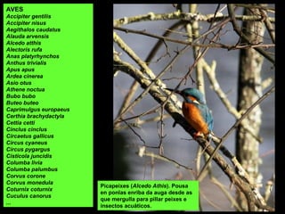 AVES
Accipiter gentilis
Accipiter nisus
Aegithalos caudatus
Alauda arvensis
Alcedo atthis
Alectoris rufa
Anas platyrhynchos
Anthus trivialis
Apus apus
Ardea cinerea
Asio otus
Athene noctua
Bubo bubo
Buteo buteo
Caprimulgus europaeus
Certhia brachydactyla
Cettia cetti
Cinclus cinclus
Circaetus gallicus
Circus cyaneus
Circus pygargus
Cisticola juncidis
Columba livia
Columba palumbus
Corvus corone
Corvus monedula
Coturnix coturnix
Cuculus canorus
...
Picapeixes (Alcedo Athis). Pousa
en ponlas enriba da auga desde as
que mergulla para pillar peixes e
insectos acuáticos.
 