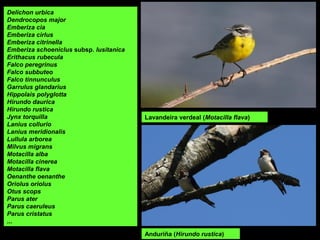 Delichon urbica
Dendrocopos major
Emberiza cia
Emberiza cirlus
Emberiza citrinella
Emberiza schoeniclus subsp. lusitanica
Erithacus rubecula
Falco peregrinus
Falco subbuteo
Falco tinnunculus
Garrulus glandarius
Hippolais polyglotta
Hirundo daurica
Hirundo rustica
Jynx torquilla
Lanius collurio
Lanius meridionalis
Lullula arborea
Milvus migrans
Motacilla alba
Motacilla cinerea
Motacilla flava
Oenanthe oenanthe
Oriolus oriolus
Otus scops
Parus ater
Parus caeruleus
Parus cristatus
...
Anduriña (Hirundo rustica)
Lavandeira verdeal (Motacilla flava)
 