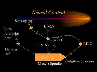 Neural Control
Gamma
cell
Extra
Pyramidal
Input
Sensory input
Muscle Spindle
Golgitendon organ
P.H.C
A.H.C
U.M.N
L.M.N
 