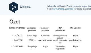 Özet
Karbonhidratlar Aktivatör
protein
Represör
protein
RNA
polimeraz
Mac Operon
+ GLÜKOZ Ne de bağlı Kaldırıldı Düşmeye devam
ediyor
Hayır
+ LAKTOZ DNA'ya operatör sahası kapalı promotör transkripsiyon
site
+ G LUCOS L N veya bağlı Bağlı Tarafından
engellendi
Hayır
Subscribe to DeepL Pro to translate larger doc
Visit www.DeepL.com/pro for more informati
 