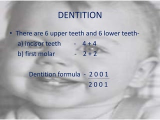 DENTITION
• There are 6 upper teeth and 6 lower teeth-
a) incisor teeth - 4 + 4
b) first molar - 2 + 2
Dentition formula - 2 0 0 1
2 0 0 1
 