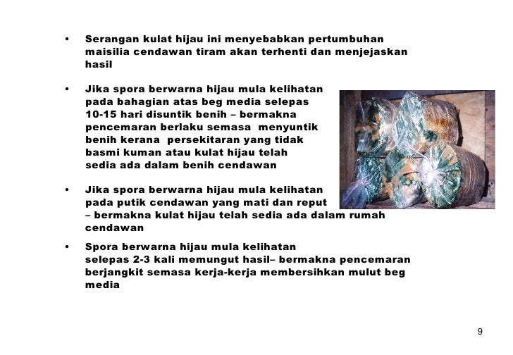 Pngrsn Pnykt&Prsk Cdwn Tiram