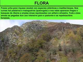 FLORA
Posúe unha gran riqueza vexetal con especies atlánticas e mediterráneas. Nos
cumes hai pasteiros e matogueiras (queirugais) e nos vales aparecen fragas e
bosques de ribeira e amplas áreas repoboadas con piñeiro silvestre. Toda a área
amosa as pegadas dun uso intensivo para o pastoreo e as repoboacións
forestais.
 