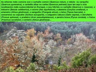 As árbores máis comúns son o carballo común (Quercus robur), o rebolo ou cerquiño
(Quercus pyrenaica), o carballo albar ou carba (Quercus petraea) (que ten aquí a súa
localización máis sudoccidental en Europa), o seu híbrido co carballo (Quercus x rosacea), o
bidueiro (Betula celtiberica), o acivro (Ilex aquifolium), a abeleira (Corylus avellana), o
ameneiro (Alnus glutinosa), o sanguiño (Frangula alnus), o teixo (Taxus baccata), o
cancereixo ou capudre (Sorbus aucuparia), o salgueiro cabuxo (Salix caprea), o abruñeiro
(Prunus spinosa), o pradairo (Acer pseudoplatanus), a pereira brava (Pyrus cordata). o freixo
(Fraxinus excelsior), a amieira (Alnus glutinosa)...
 